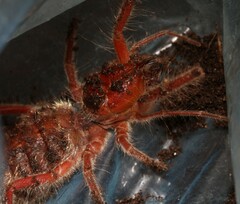 Solifugae