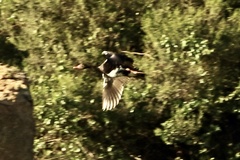 Plectropterus gambensis