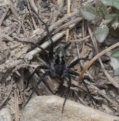 Pardosa
