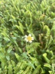 Tridax