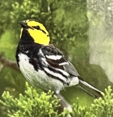 Setophaga chrysoparia