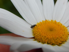 Odontocorynus umbellae