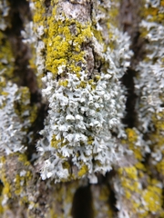 Physcia adscendens