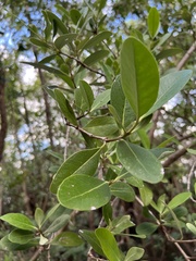 Avicennia germinans