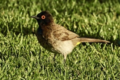 Pycnonotus nigricans