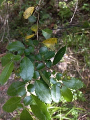 Azara serrata