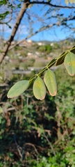 Colutea arborescens