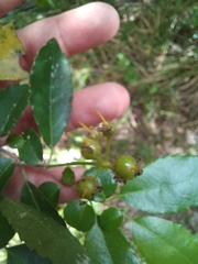 Azara serrata