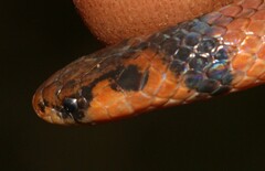 Aparallactus capensis