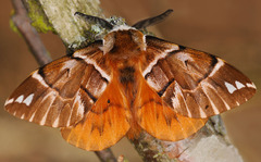 Endromis versicolora