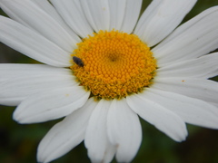 Odontocorynus umbellae