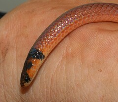 Aparallactus capensis