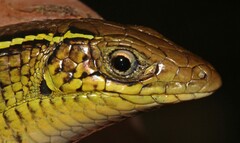 Gerrhosaurus flavigularis