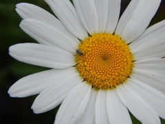 Odontocorynus umbellae