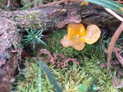 Tremella mesenterica