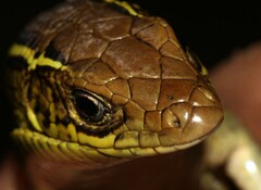 Gerrhosaurus flavigularis