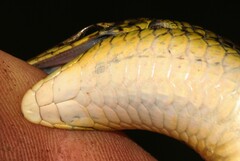 Gerrhosaurus flavigularis