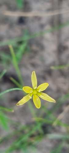 Eriospermum abyssinicum image