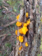 Tremella mesenterica