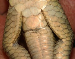 Gerrhosaurus flavigularis