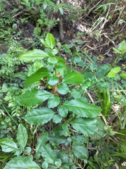 Azara serrata