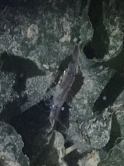 Palaemon macrodactylus