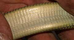 Gerrhosaurus flavigularis