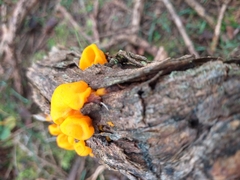 Tremella mesenterica