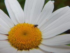 Odontocorynus umbellae