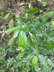 Azara serrata