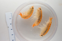 Anonyx