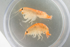 Anonyx