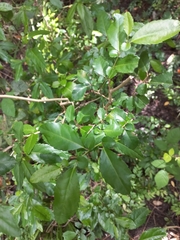 Azara serrata