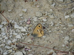 Coenonympha dorus
