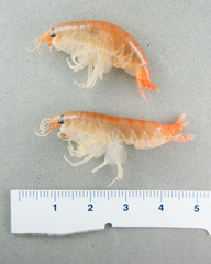 Anonyx