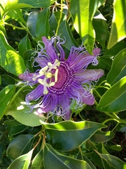 Passiflora