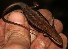 Trachylepis varia
