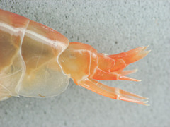 Anonyx