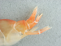 Anonyx