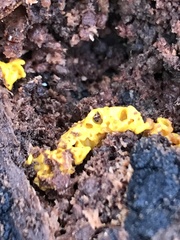 Trichoderma sulphureum