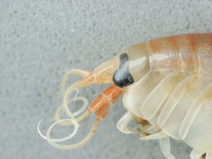 Anonyx
