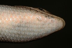 Trachylepis varia