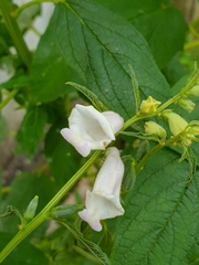 Sesamum indicum