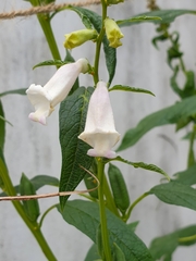 Sesamum indicum