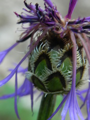 Centaurea triumfettii