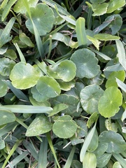 Apiales