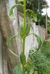 Sesamum indicum
