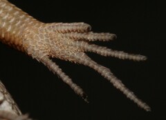 Trachylepis varia