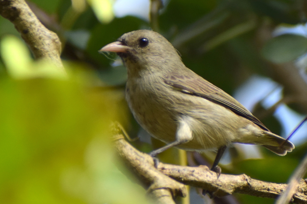Pale-billed Flowerpecker photo