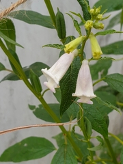 Sesamum indicum